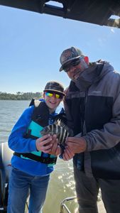 Sheepshead fish caught while fishing in GA