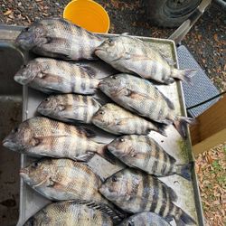 10 sheepshead fish caught in GA