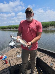 Spotted weakfish, 14 inches, fishing in GA