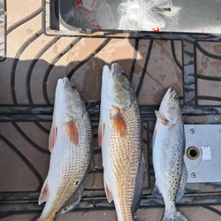 Three spotted weakfish and redfish caught in Ludowici