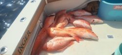 Biloxi's secret: Red Snapper treasures.