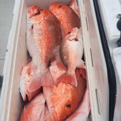 Red Snapper catch with Biloxi Bluewater Charters