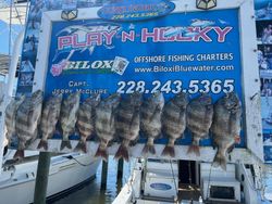 Nine sheepshead fish caught in Biloxi, Mississippi