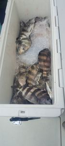 Three sheepshead fish caught in Biloxi during a fishing trip