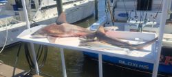 Bonnethead Shark fishing in MS