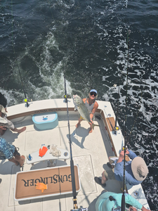 A massive Crevalle Jack caught using a variety of techniques in the clear waters of Biloxi, Mississippi.
