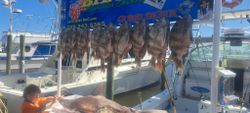 Four black drum fish caught in MS