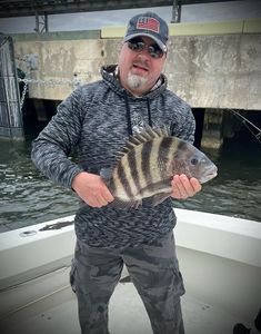 A sheepshead fish caught while fishing in MS