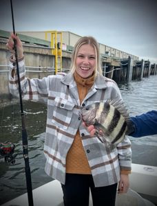 Sheepshead fish caught while fishing in Mississippi