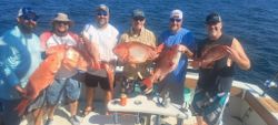 4 hogfish caught in MS