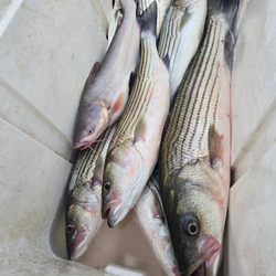3 striped bass caught in Pottsboro