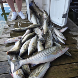 Five striped bass caught during fishing in TX