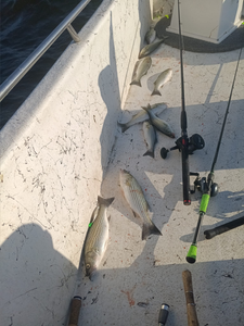 Fish are biting they're scattered all over.