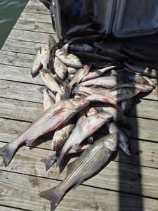 Two striped bass caught while fishing in TX