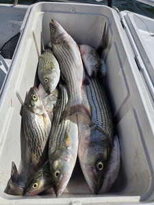 Six striped bass caught while fishing in TX