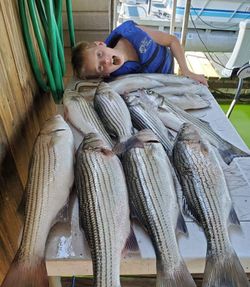 Six striped bass caught while fishing in TX