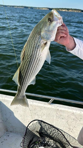 A striped bass fish caught while fishing in Pottsboro