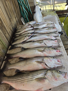 6 striped bass caught in Pottsboro