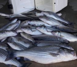Three striped bass caught in Pottsboro