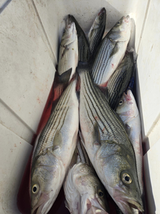 Three striped bass caught in TX