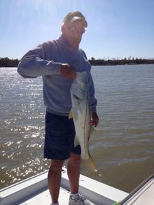 Snook fish caught in Islamorada