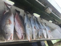 3 redfish caught fishing in TX