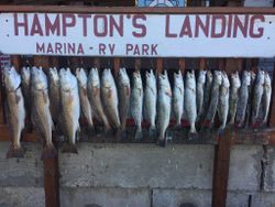 11 redfish caught fishing in TX