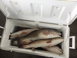 Redfish caught at Aransas Pass