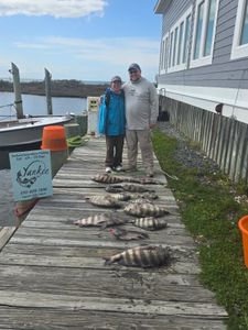 Sheepshead surely is big in Hatteras NC
