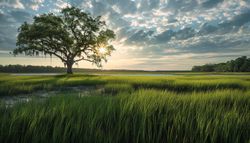 Scenic coastal landscape in SC