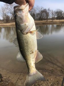 Hook Your Bass in Lake Fork