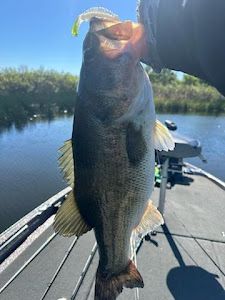 Largemouth bass caught at Emory