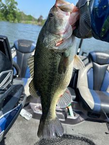 Largemouth Bass caught in TX