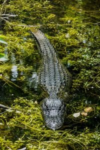 American alligator swimming in shallow water with green aquatic vegetation in St. Augustine FL