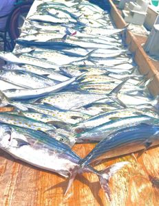 Fish-Species
