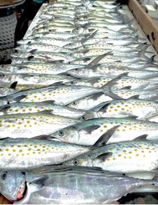 Fish-Species
