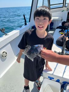 Sea Bass