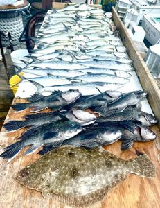 Fish-Species