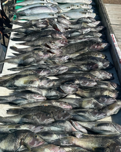 Four Sea Bass caught in Wildwood, fishing