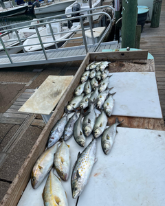 7 bluefish, spanish mackerel caught in wildwood
