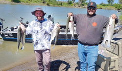 Two anglers holding three large striped bass in California