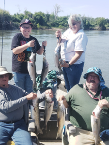 4 striped bass caught fishing in CA
