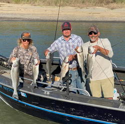 4 striped bass being held by 4 people in Colusa