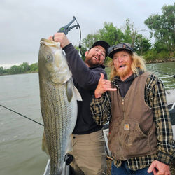 Striped bass caught fishing in CA