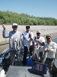 6 striped bass caught in colusa