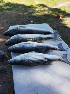Striped bass caught in Colusa