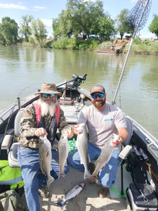 4 Striped Bass fish caught in CA