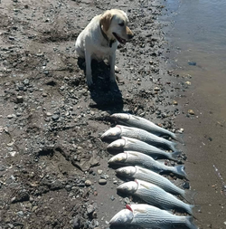Three striped bass caught fishing in Colusa