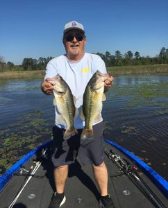 2 largemouth bass and florida bass caught in MS