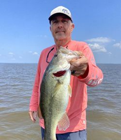 Largemouth bass fish caught in MS